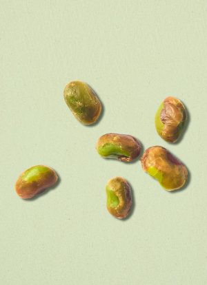 pistaches sauvages Mont Zagros