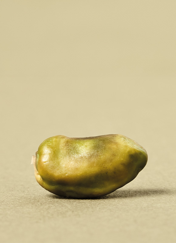 Pistaches Qazvin