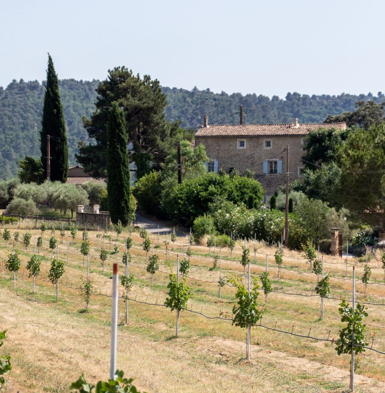 pistaches en Provence, plantation de 3 ans