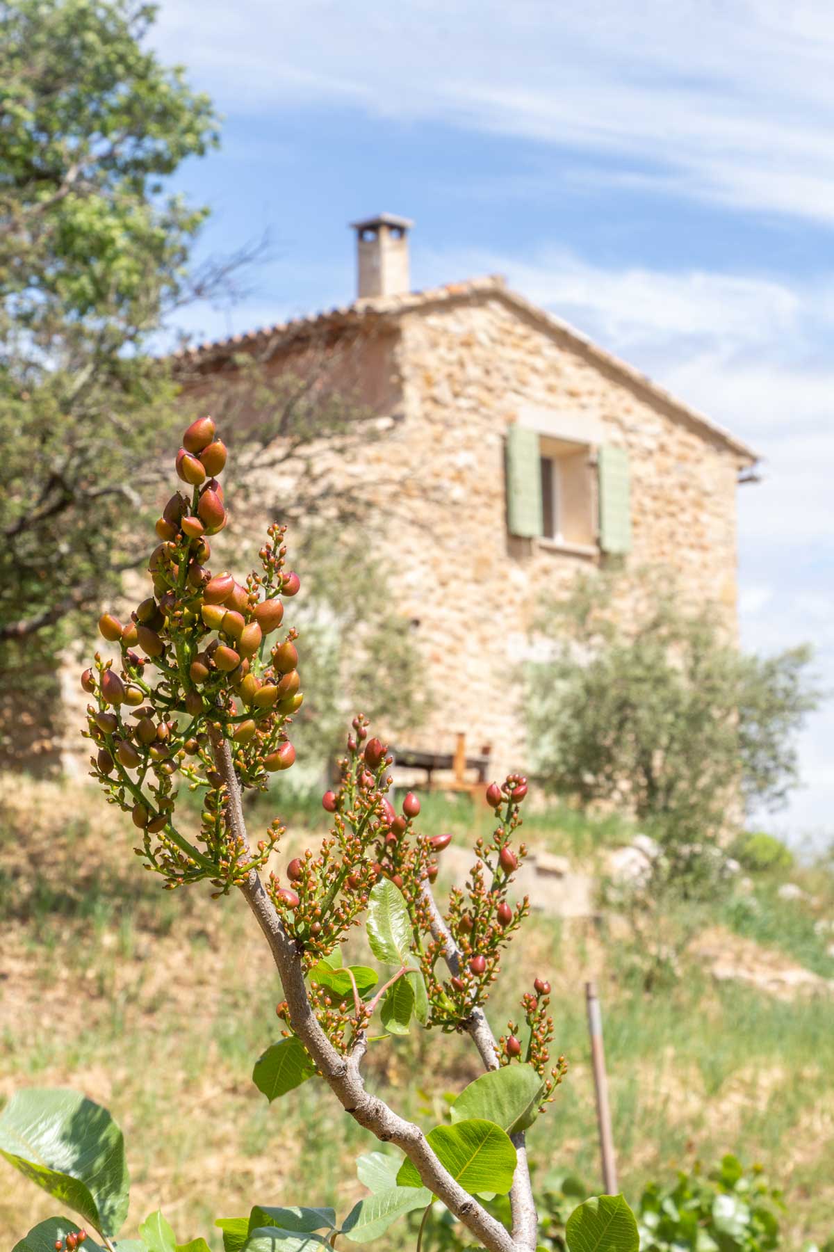 pistache Provence