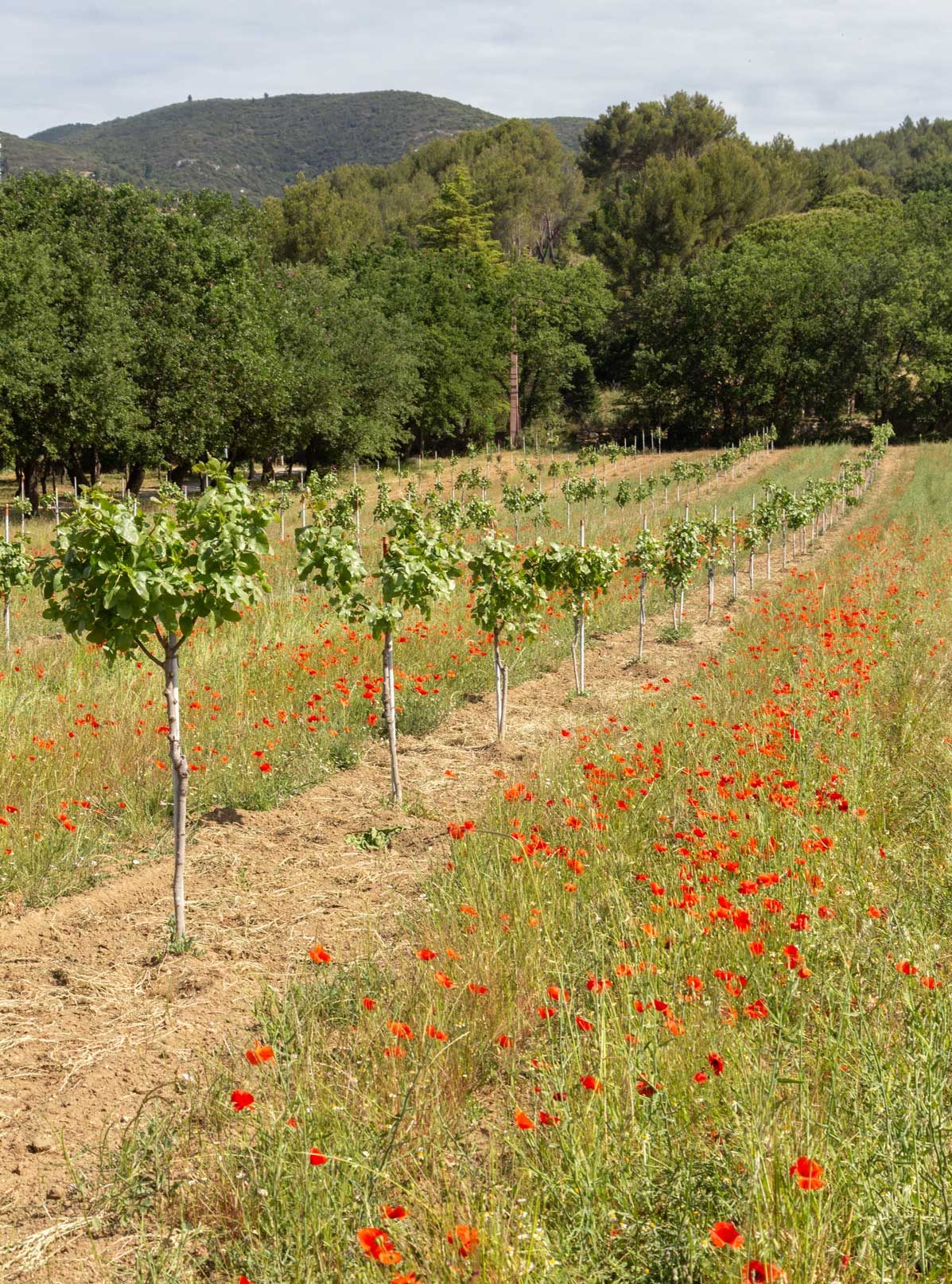 pistachiers en Provence